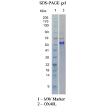Recombinant Human OX40 Ligand / TNFSF4, Fc Tag